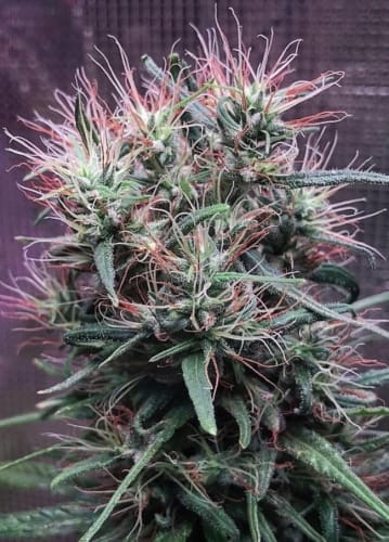 Ethiopia x Malawi from Ace Seed bank