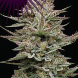 Family Jewels cannabis seeds – Feminized – Sativa Dominant – Uplifting – image 1 from Seed City