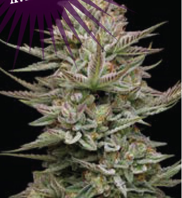 Family Jewels cannabis seeds – Feminized – Sativa Dominant – Uplifting – image 1 from Seed City