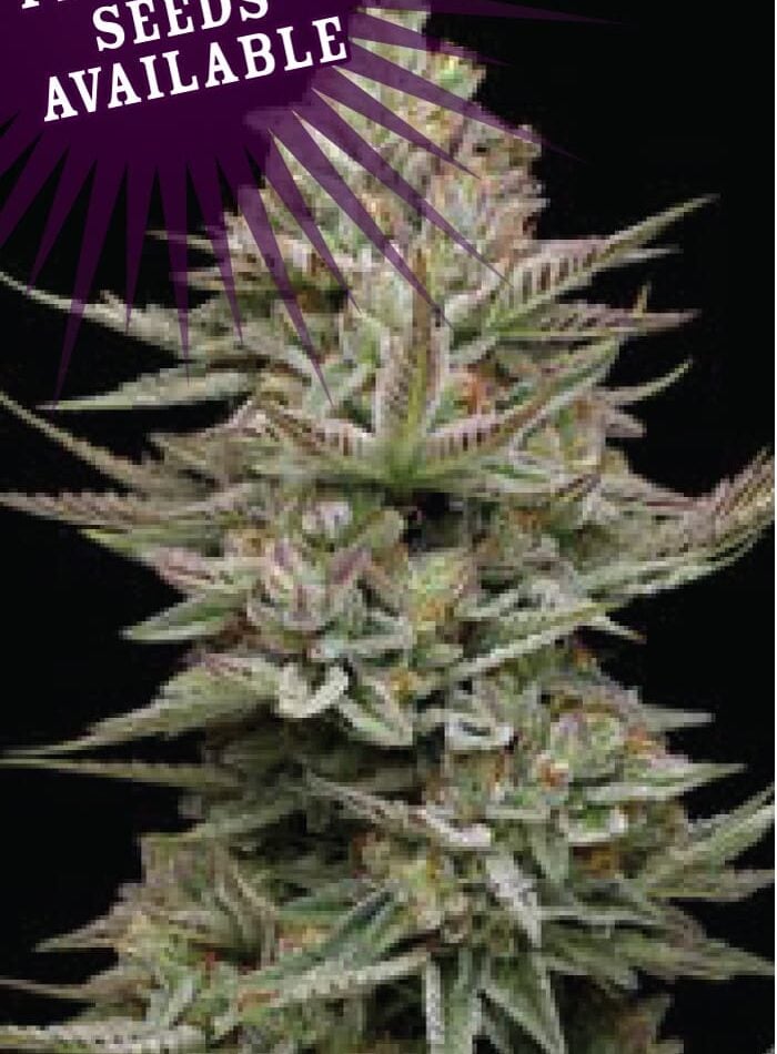 Family Jewels cannabis seeds – Feminized – Sativa Dominant – Uplifting – image 1 from Seed City