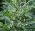 Image 2 of Far Out cannabis by Mandala Seeds – Outdoor – Resistant to Mould – Mostly Sativa – Seed City