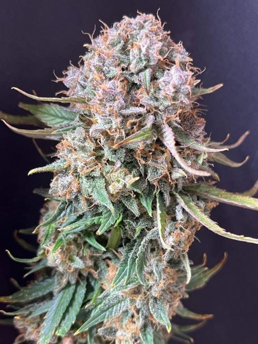 Sour Jealousy Auto from FastBuds