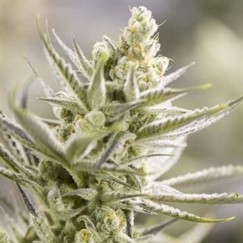 Forbidden Runtz cannabis seeds – 12/12 Photoperiod – Fruity – Guaranteed female plants – image 2 from Seed City