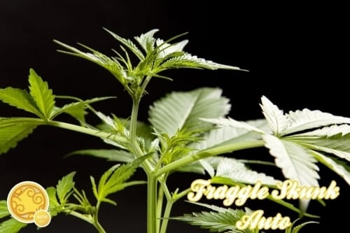 Fraggle Skunk Auto from Philosopher Seeds