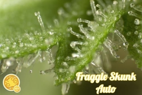 showing Sweet – Social – Auto-Flowering – image 5 – Seed City