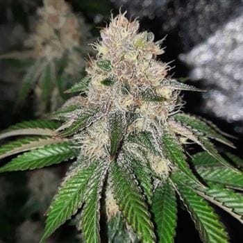 Frozen Rosé from Conscious Genetics