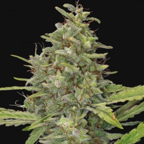 G13 Haze cannabis seeds – Super Strength – Citrus – Creative – image 2 from Seed City