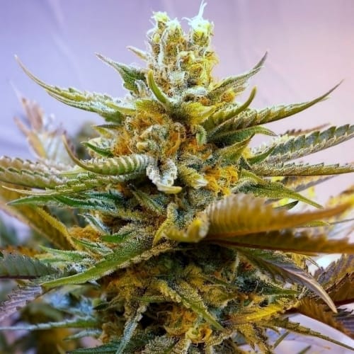 G13 Haze cannabis seeds – Citrus – Sativa Dominant – Super Strength – image 5 from Seed City