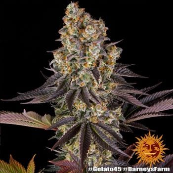 Euphoric – Fruity – 12/12 Photoperiod – Gelato 45 strain – image 9 – from Barneys Farm Seeds via Seed City