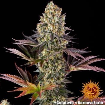 Gelato 45 by Barneys Farm Seeds – 12/12 Photoperiod – Middle of October – Euphoric – image 11 – Seed City