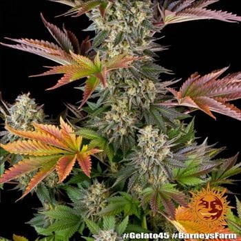 Gelato 45 from Barneys Farm Seeds