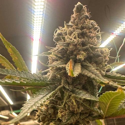 Pink Zheez by Conscious Genetics – Guaranteed female plants – Indoor-friendly – Mostly Indica – image 2 – Seed City