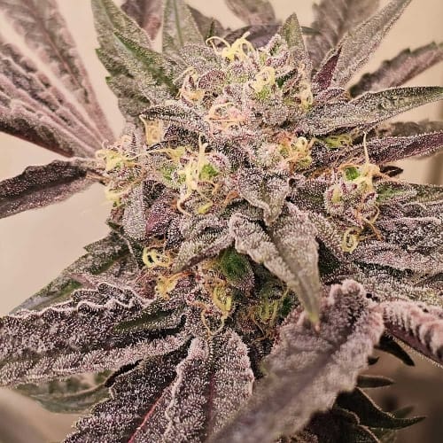 Indoor – 50% Indica/50% Sativa – 12/12 Photoperiod – Pink Sherb strain – image 2 – from Karma Genetics via Seed City