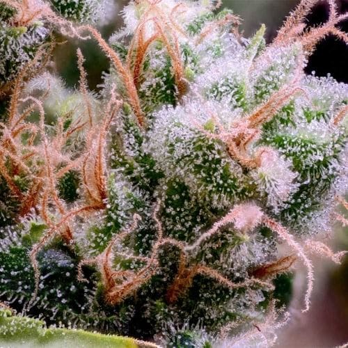 Golden Pineapple S1 from Green Bodhi Seeds