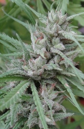 Golden Tiger from Ace Seed bank