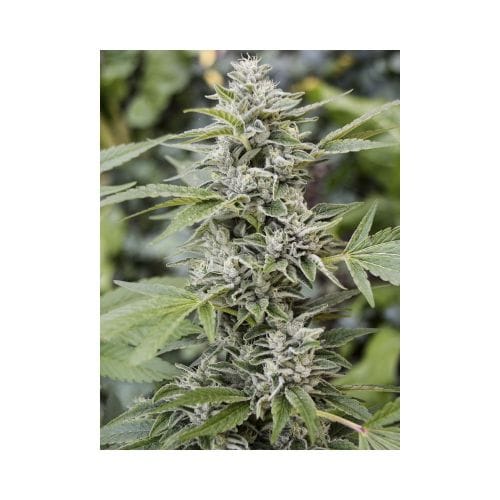 Large yield – Indoor-friendly – Spicy – Gorilla Candy strain – image 4 – from Eva Seeds via Seed City