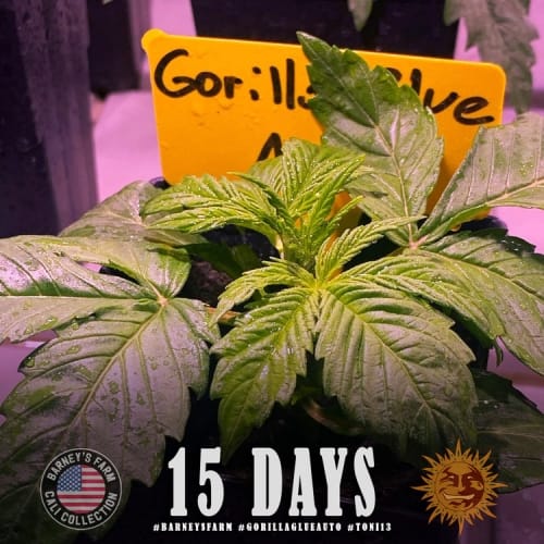 Dairy – Auto-Flowering – Outdoor – Gorilla Auto strain – image 4 – from Barneys Farm Seeds via Seed City