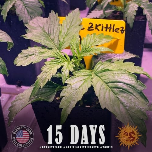 Berry – Female seeds – Uplifting – Gorilla Zkittlez Auto strain – image 7 – from Barneys Farm Seeds via Seed City