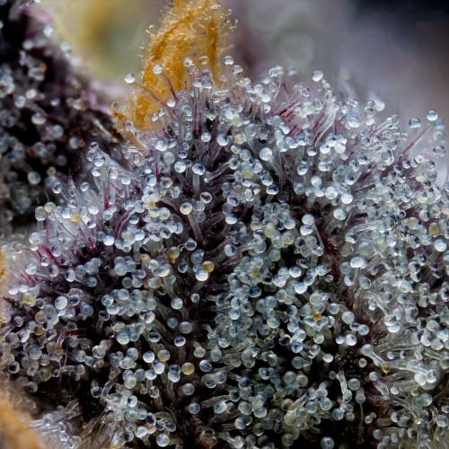 Grape Z x Hollywood from Cookies Seed Bank