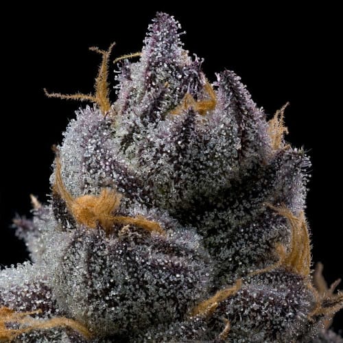 showing Grape – 12/12 Photoperiod – Indoor – image 2 – Seed City