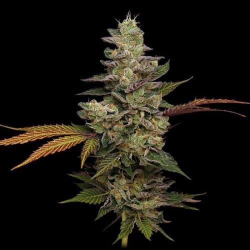 Purple Afghan Kush by Green Bodhi Seeds – Regular – Mostly Indica – Orange – image 3 – Seed City