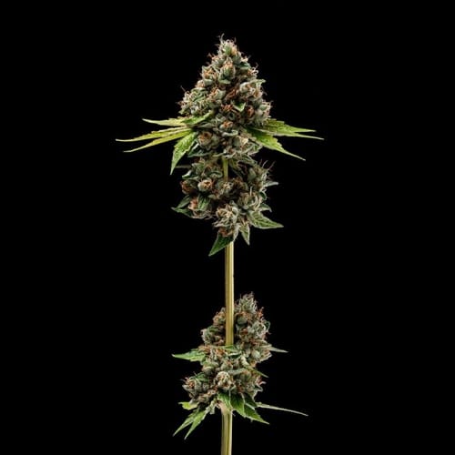 Sour Best Afghani cannabis seeds – Gassy – Good for outdoor grow – 12/12 Photoperiod – image 4 from Seed City