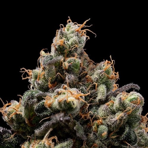 Northern Mints from Green Bodhi Seeds