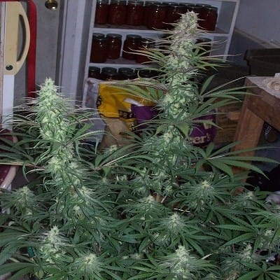 Green Mountain Grape cannabis – image 2 – Seed City