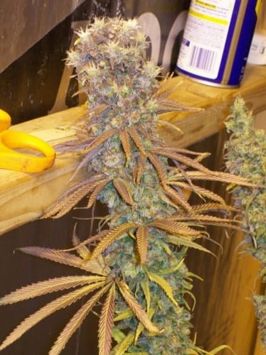 Green Mountain Grape from Ace Seed bank