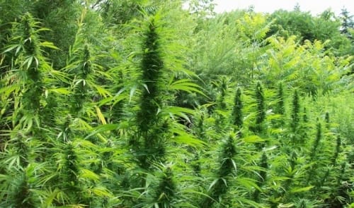 Regular – Uplifting – High Yielding – Green Mountain Grape strain – image 5 – from Ace Seed bank via Seed City
