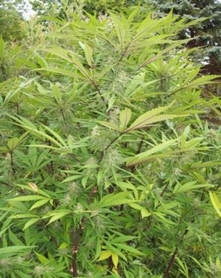 Regular – Sativa Dominant – Grape – Green Mountain Grape strain – image 6 – from Ace Seed bank via Seed City