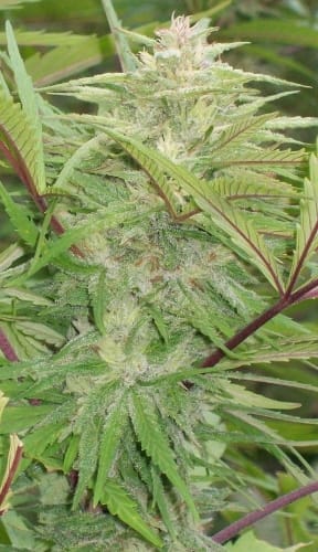 Green Mountain Grape cannabis seeds – Uplifting – Sativa Dominant – Beginning of September – image 7 from Seed City