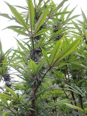 Green Mountain Grape by Ace Seed bank – Grape – Beginning of September – Sativa Dominant – image 8 – Seed City