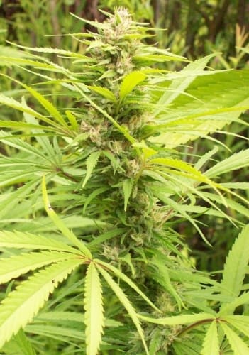 Image 9 of Green Mountain Grape cannabis by Ace Seed bank – Regular – Grape – Beginning of September – Seed City