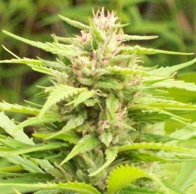 Green Mountain Grape by Ace Seed bank – Uplifting – Sativa Dominant – Grape – image 10 – Seed City