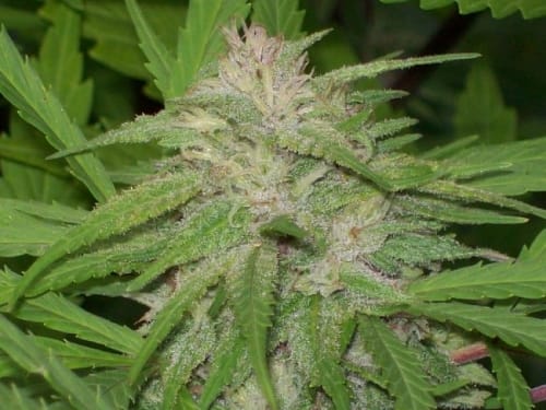 Green Mountain Grape from Ace Seed bank