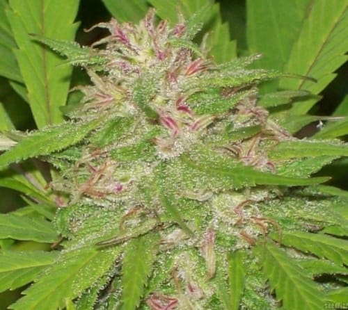 showing Sativa Dominant – Uplifting – Regular – image 11 – Seed City