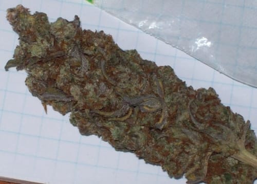 Image 12 of Green Mountain Grape cannabis by Ace Seed bank – 12/12 Photoperiod – Grape – Uplifting – Seed City