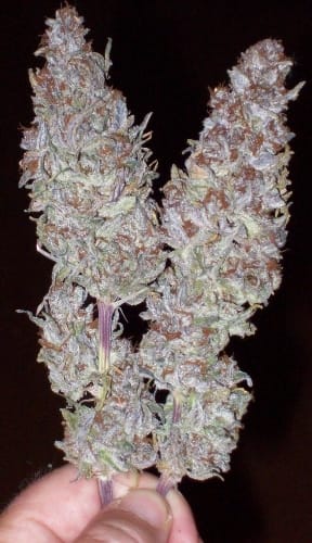Green Mountain Grape cannabis seeds – Sativa Dominant – Grape – Good for outdoor grow – image 13 from Seed City