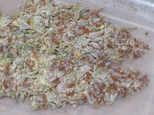 Green Mountain Grape by Ace Seed bank – Regular – High Yielding – Uplifting – image 14 – Seed City