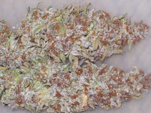 Regular – Good for outdoor grow – Grape – Green Mountain Grape strain – image 15 – from Ace Seed bank via Seed City