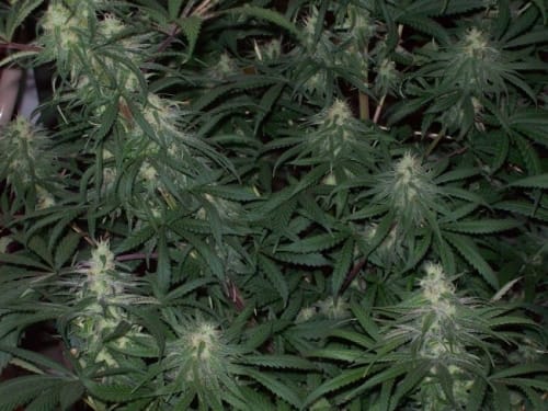 Green Mountain Grape from Ace Seed bank