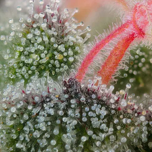Pink Honey - Cannabis Seeds by Grounded Genetics - Seed City