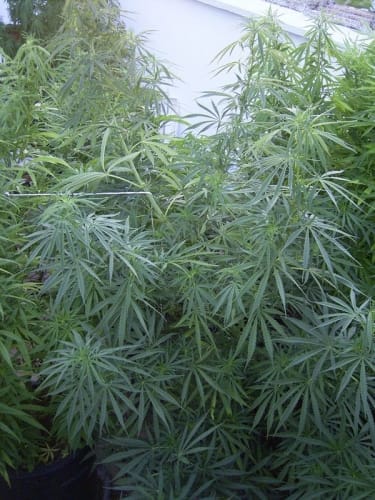 Guawi cannabis seeds – Orange – Sativa Dominant – Resistant to Mould – image 2 from Seed City