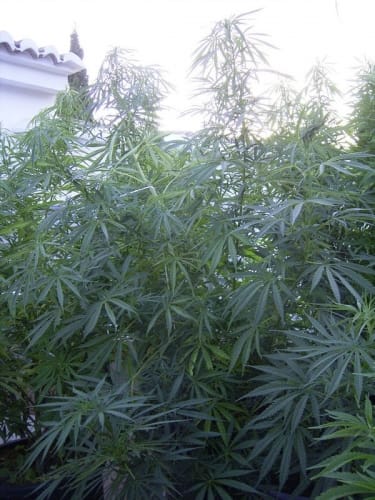 Image 3 of Guawi cannabis by Ace Seed bank – Sativa Dominant – Psychedelic – Resistant to Mould – Seed City