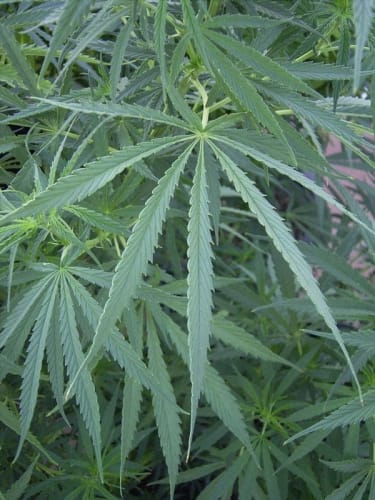 showing Sativa Dominant – Orange – Indoor – image 4 – Seed City