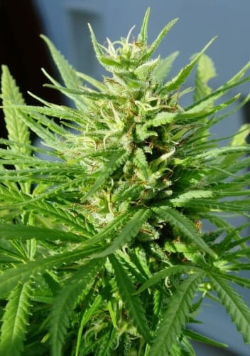 Regular – 12/12 Photoperiod – Sativa Dominant – Guawi strain – image 6 – from Ace Seed bank via Seed City