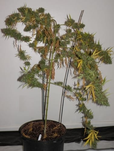 Guawi cannabis seeds – Orange – Resistant to Mould – 12/12 Photoperiod – image 7 from Seed City