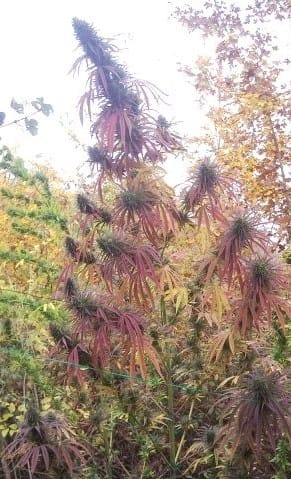 Image 8 of Guawi cannabis by Ace Seed bank – Regular – Resistant to Mould – Sativa Dominant – Seed City