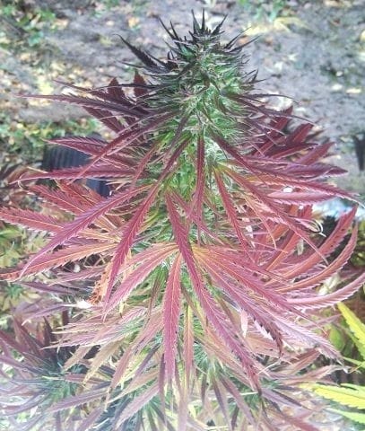 Guawi cannabis seeds – Psychedelic – Regular – Sativa Dominant – image 9 from Seed City
